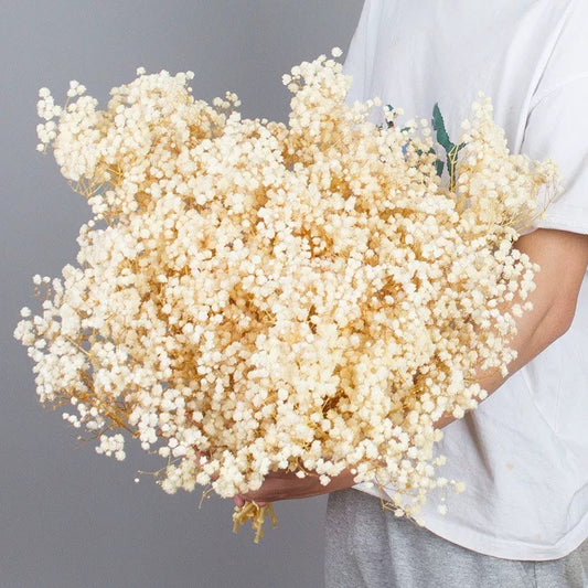 Preserved Baby Breath