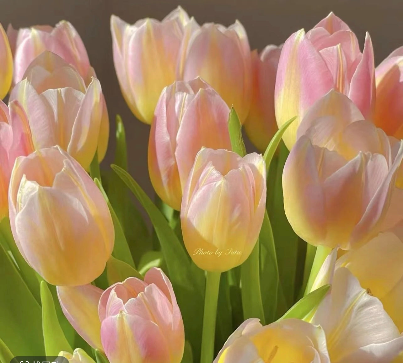 Tulip (Holland) - 10 Stems