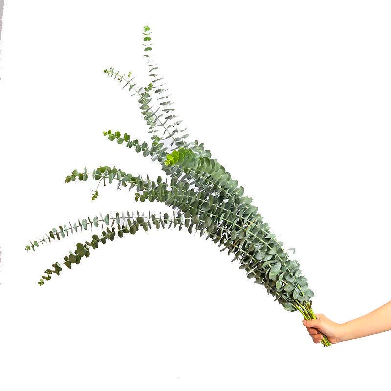Eucalyptus Baby Blue - Bundle
