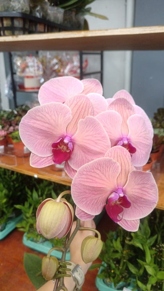 Phalaenopsis Orchid