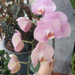 Phalaenopsis Orchid