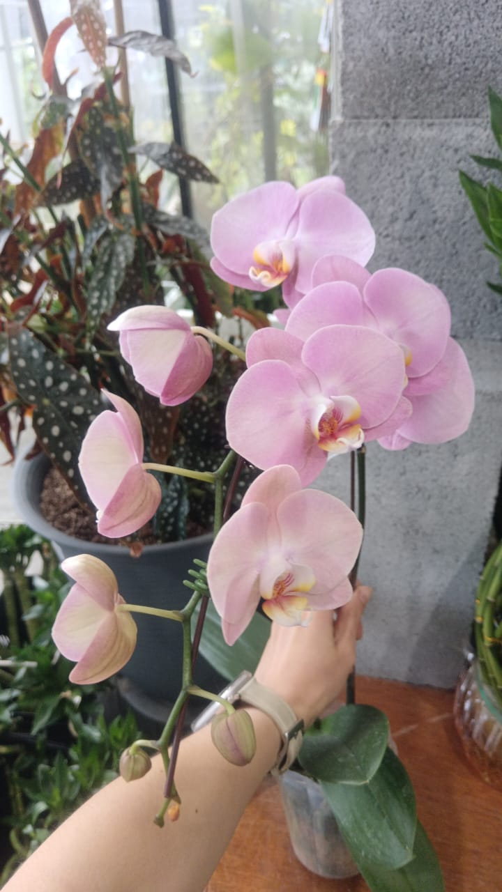 Phalaenopsis Orchid