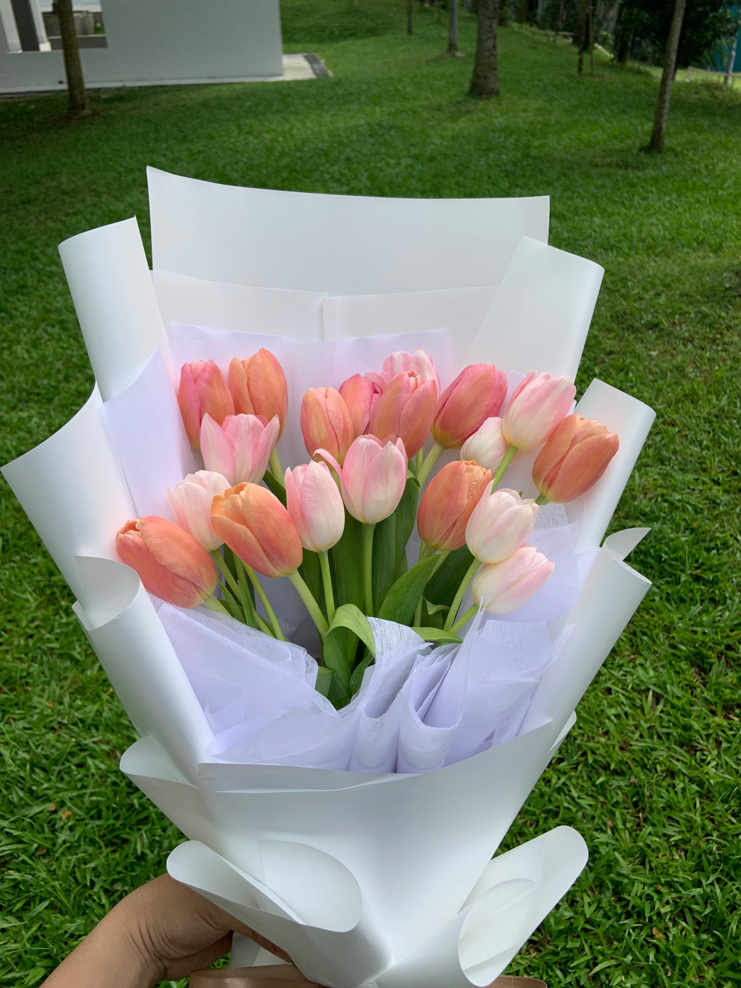 Twentylips (20 Tulips)