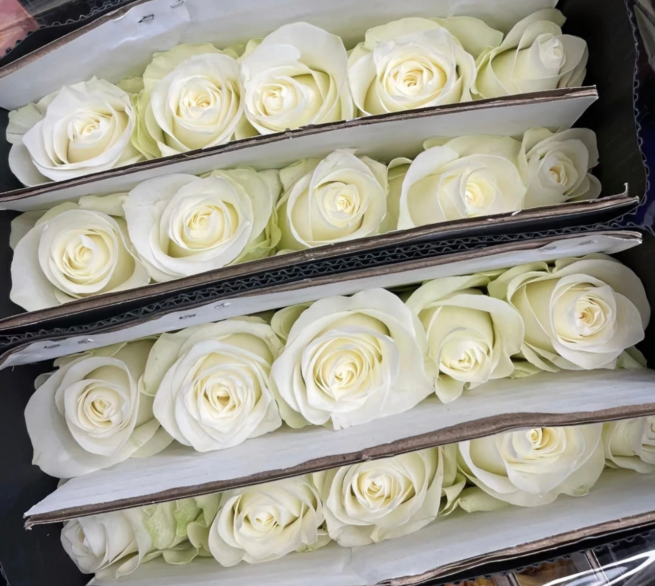 Other Colours (China) - 20 Stems