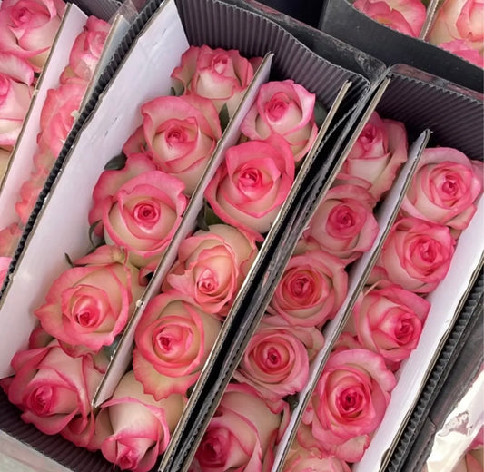 Other Colours (China) - 20 Stems