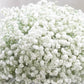 Baby Breath (China) - 5 Stems