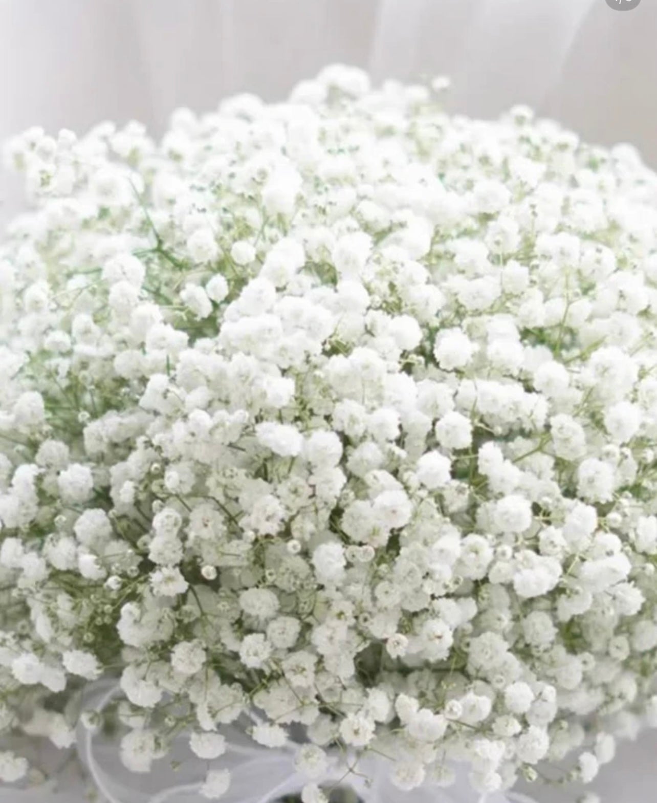Baby Breath (China) - 5 Stems