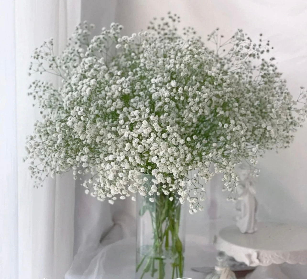 Baby Breath (China) - 5 Stems