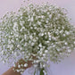 Baby Breath (China) - 5 Stems