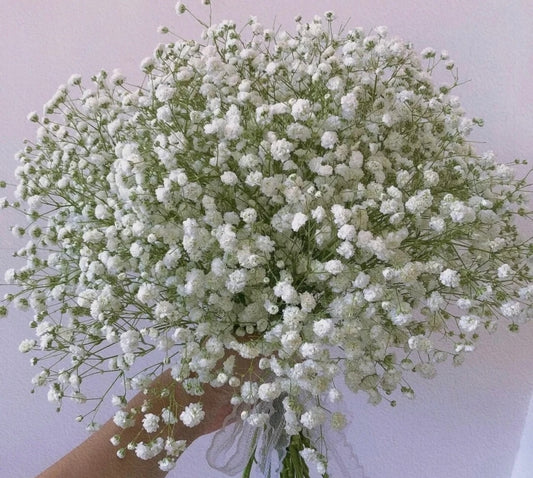 Baby Breath (China) - 5 Stems