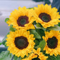Sunflower (Malaysia) - 5 Stems