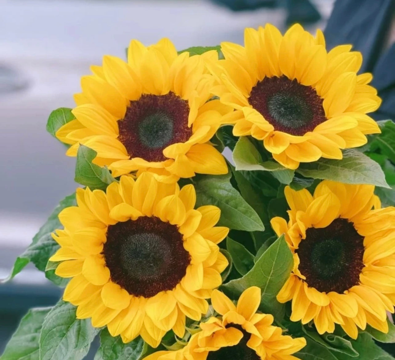Sunflower (Malaysia) - 5 Stems