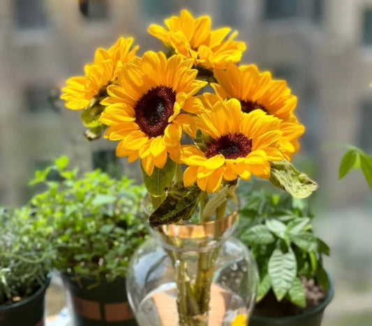 Sunflower (Malaysia) - 5 Stems