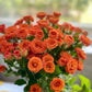 Rose Spray (8-10 Stems)