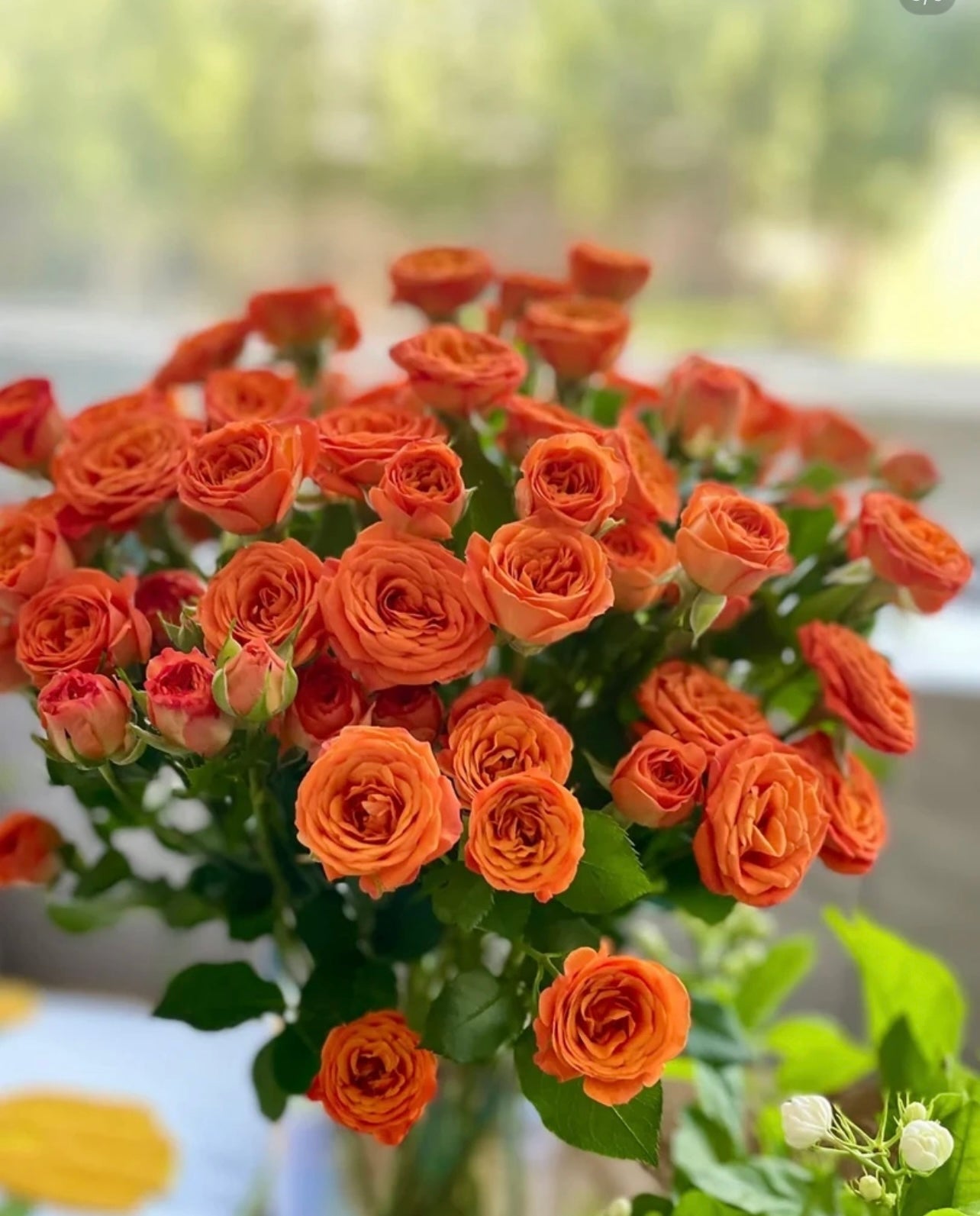 Rose Spray (8-10 Stems)