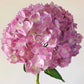Hydrangea (China)
