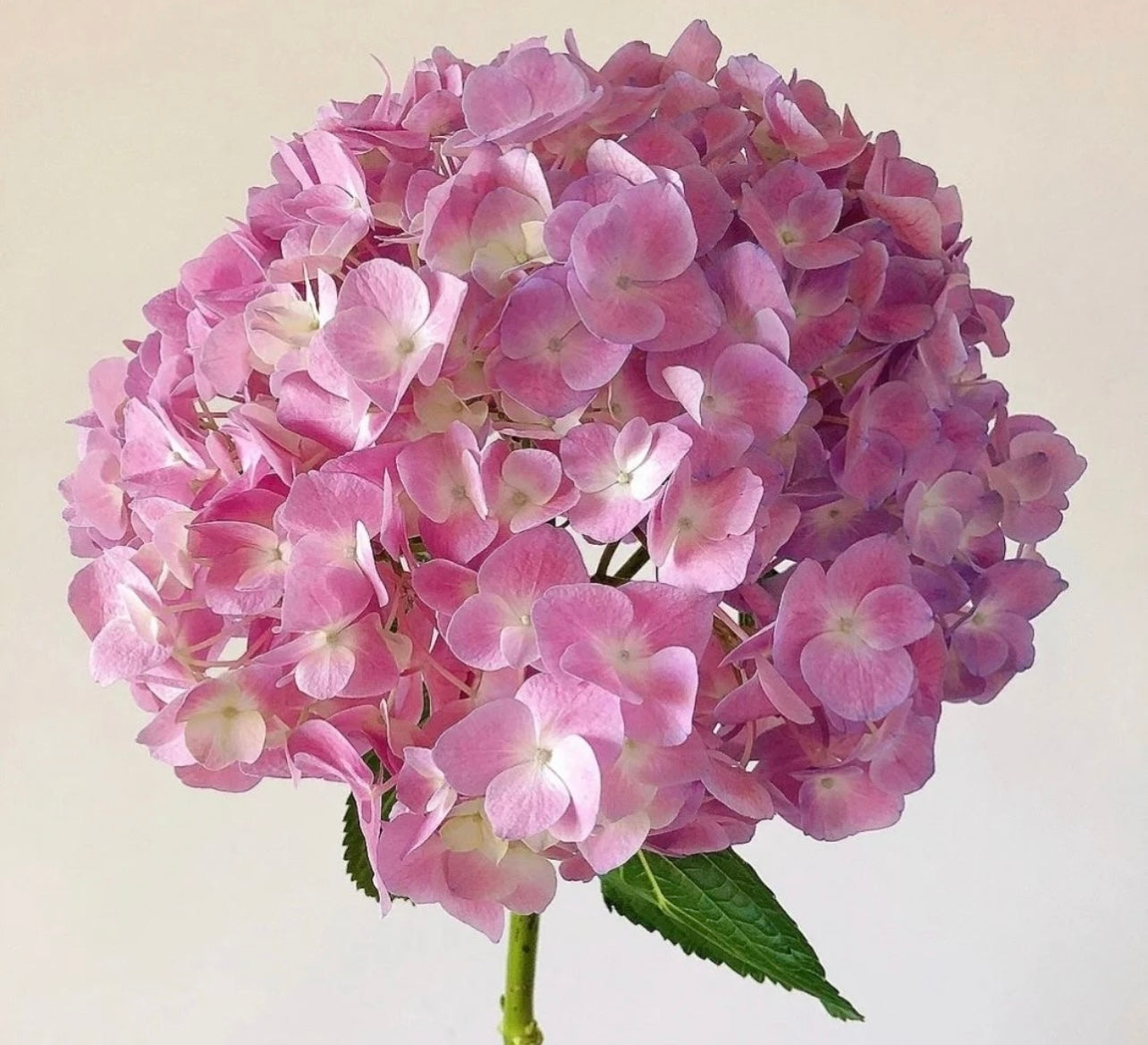 Hydrangea (China)