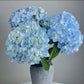 Hydrangea (China)