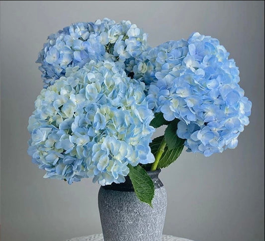 Hydrangea (China)