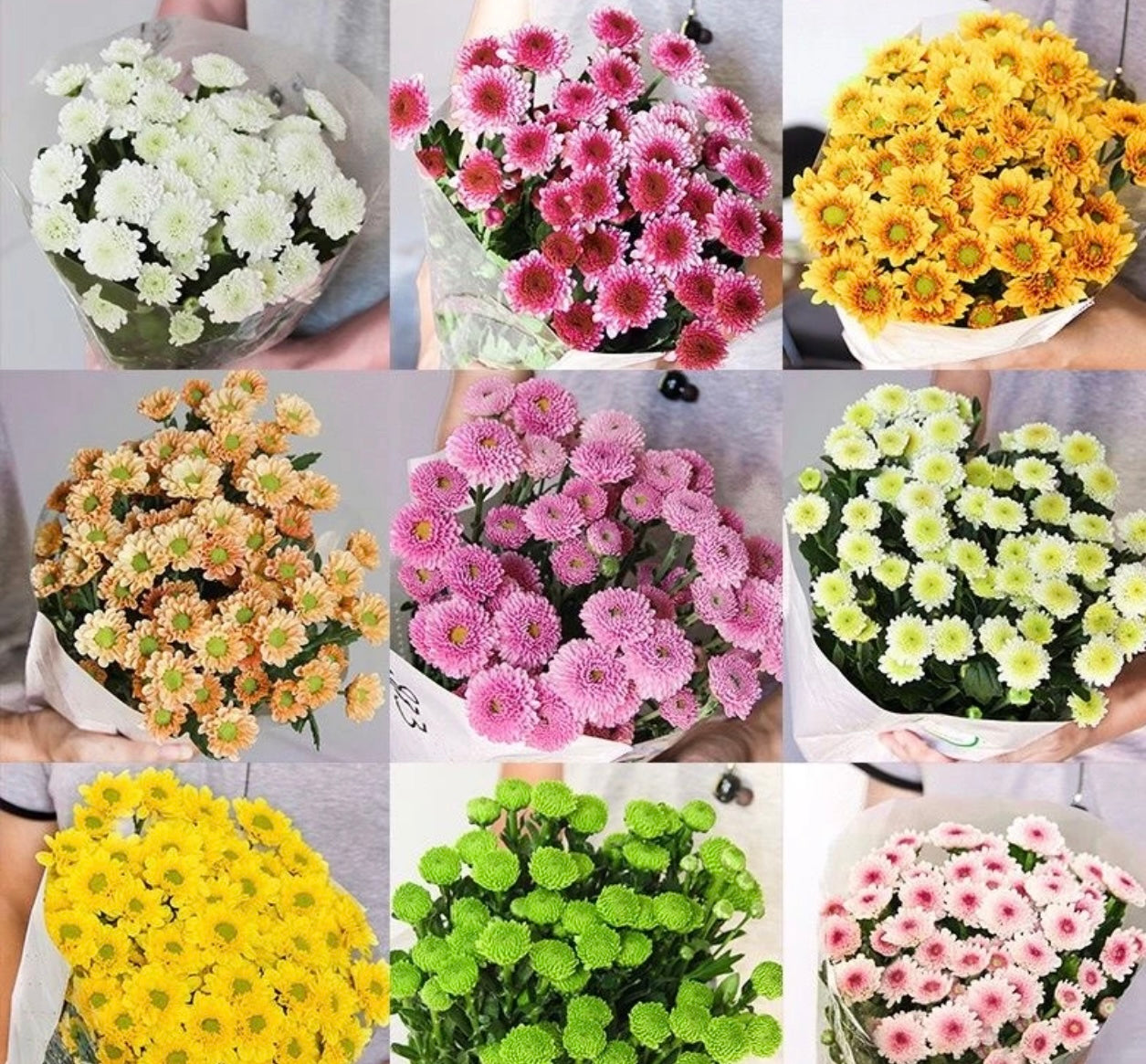 Chrysanthemum