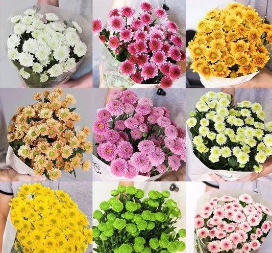 Chrysanthemum