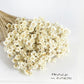 Dry Star Flower