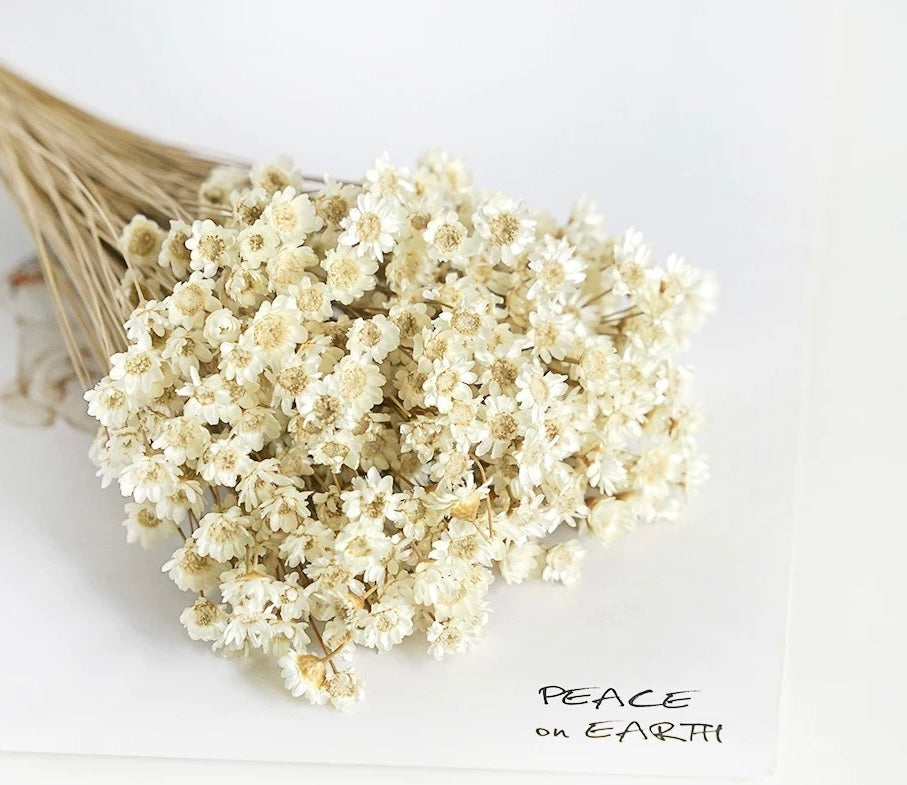Dry Star Flower