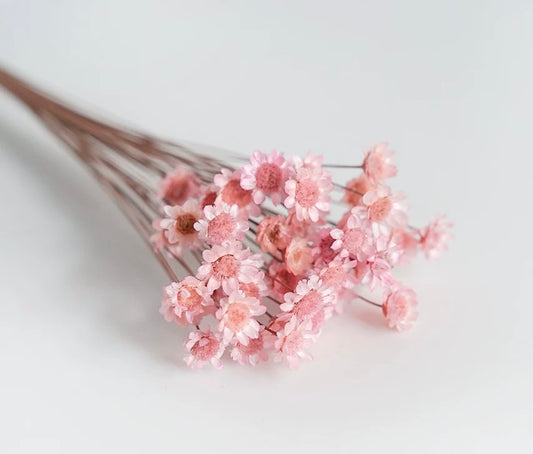 Dry Star Flower