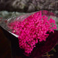 Preserved Baby Breath