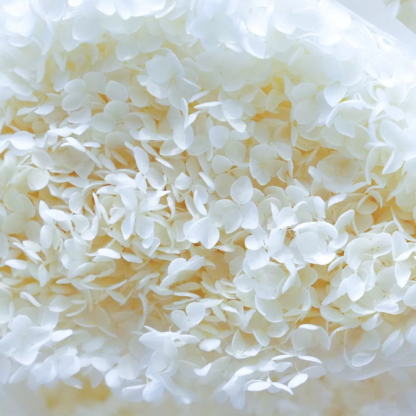 Preserved Hydrangea