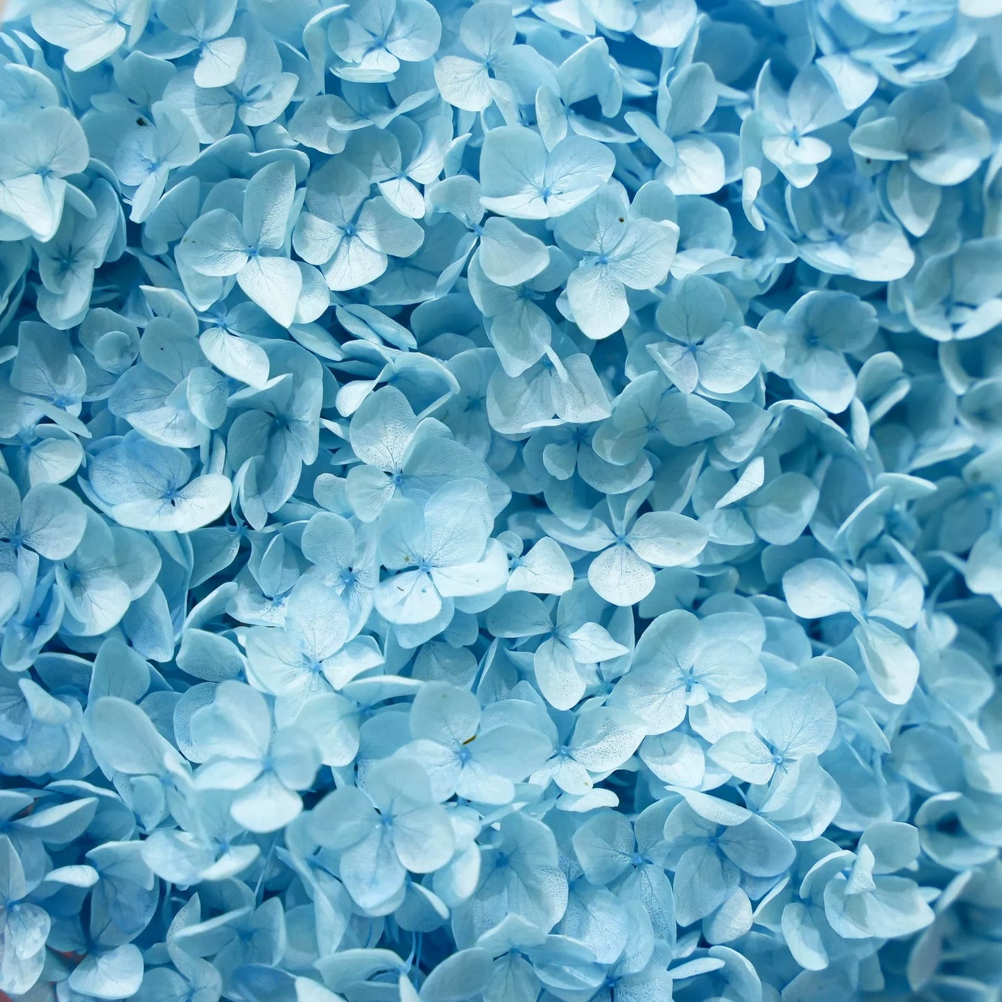 Preserved Hydrangea