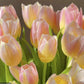 Tulip (Holland) - 10 Stems