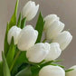 Tulip (Holland) - 10 Stems