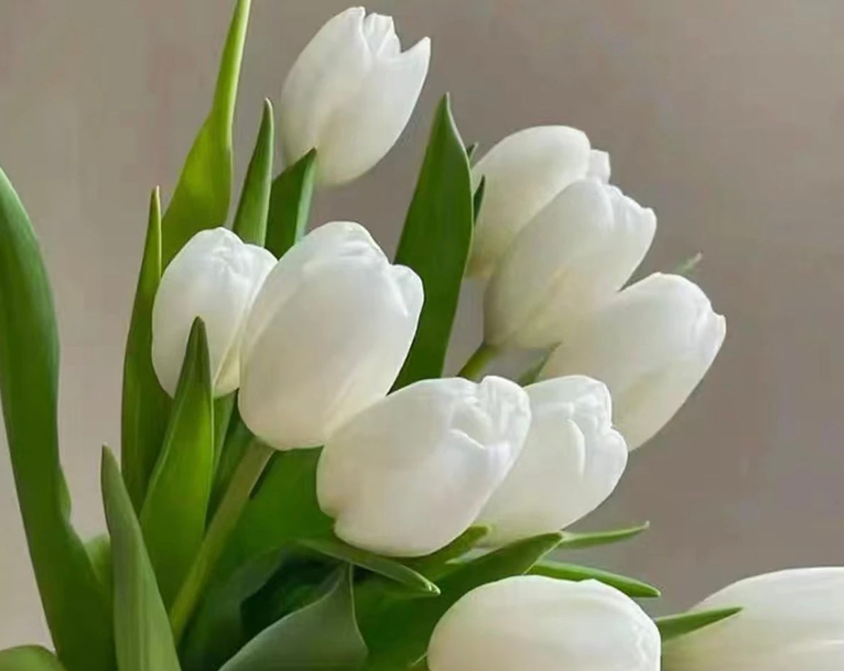 Tulip (Holland) - 10 Stems