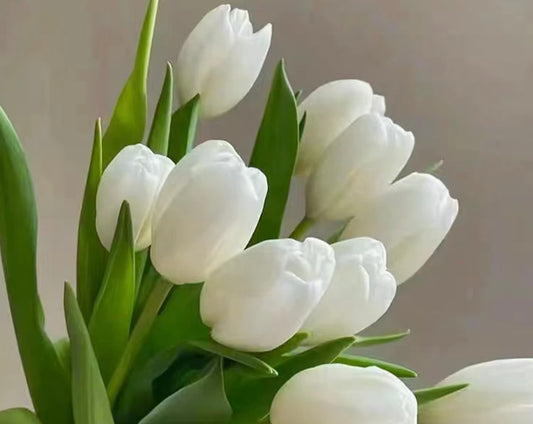Tulip (Holland) - 10 Stems