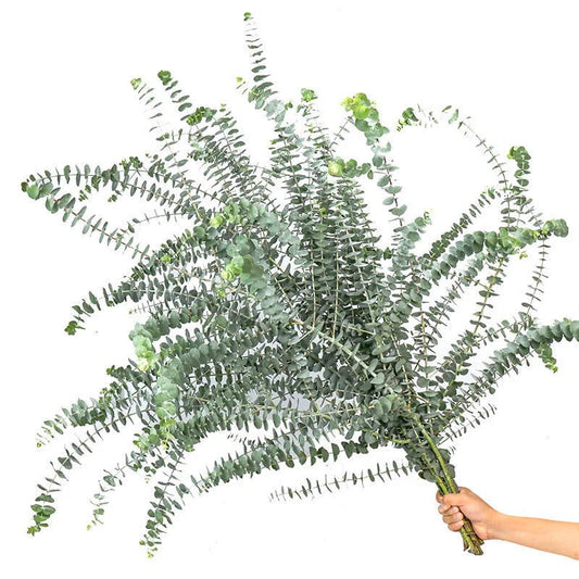 Eucalyptus Baby Blue - Bundle