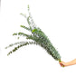 Eucalyptus Baby Blue - Bundle