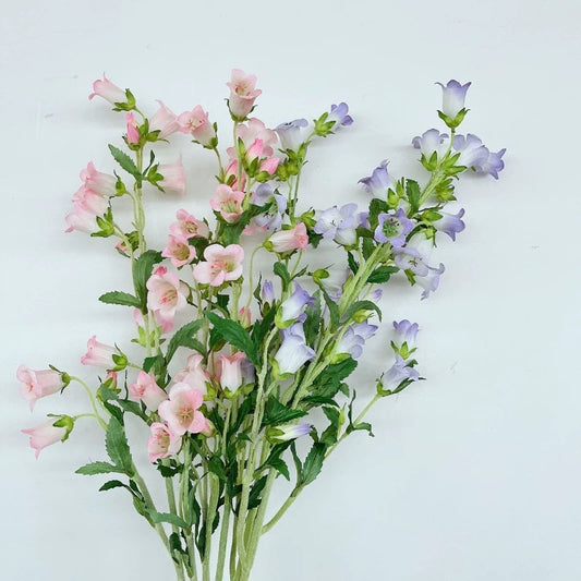 Campanula