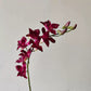 Dendrobium Orchid (10 Stems)