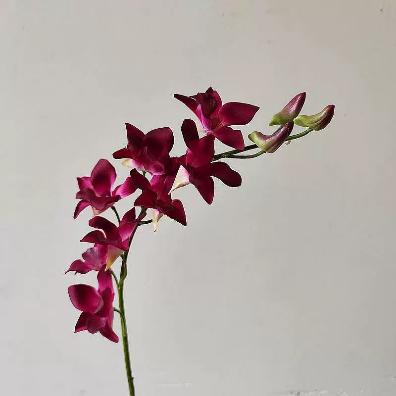 Dendrobium Orchid (10 Stems)