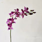Dendrobium Orchid (10 Stems)