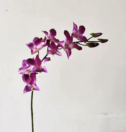 Dendrobium Orchid (10 Stems)