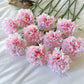 Carnation (China)
