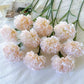 Carnation (China)