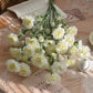 Carnation (China)