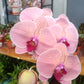 Phalaenopsis Orchid